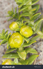 Attēlu rezultāti vaicājumam “Honckenya peploides bud”