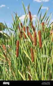 Attēlu rezultāti vaicājumam “Typha latifolia”