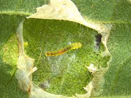 Attēlu rezultāti vaicājumam “Mellicta athalia larva”