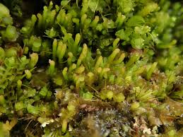 Attēlu rezultāti vaicājumam “Barbilophozia attenuata”