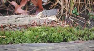 Attēlu rezultāti vaicājumam “Atrichum undulatum sporophyte”