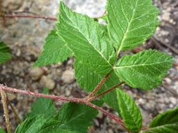 Attēlu rezultāti vaicājumam “Rubus idaeus leaf”
