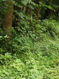 Attēlu rezultāti vaicājumam “Hordelymus europaeus fruit”