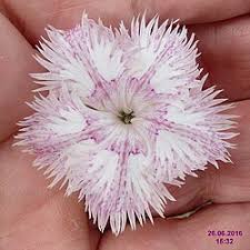 Image result for Dianthus superbus