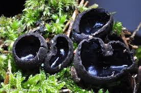 Attēlu rezultāti vaicājumam “Pseudoplectania nigrella”