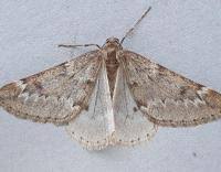 Attēlu rezultāti vaicājumam “Alsophila aescularia”