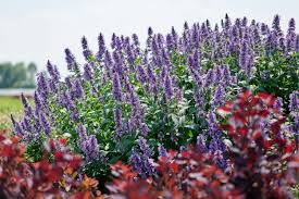 Image result for Katzenminze