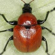 Attēlu rezultāti vaicājumam “Attelabidae”