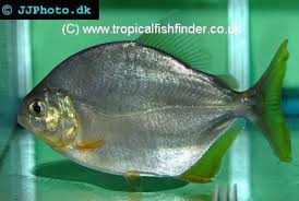 Image result for Prestatyn Piranhas