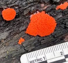 Attēlu rezultāti vaicājumam “Tubifera ferruginosa (subsp. ferruginosa)”