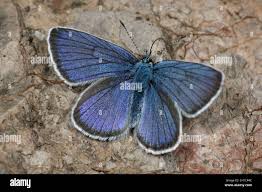 Attēlu rezultāti vaicājumam “Cyaniris semiargus male”