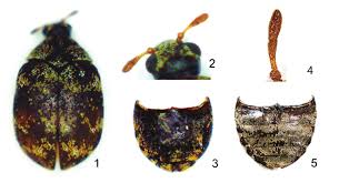 Attēlu rezultāti vaicājumam “Anthrenus sp. imago”