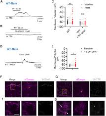 Image result for %E1%83%99%E1...tart=40