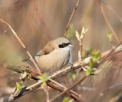 Attēlu rezultāti vaicājumam “Remiz pendulinus”