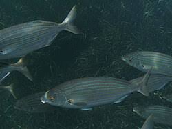 Image result for Sarpa salpa