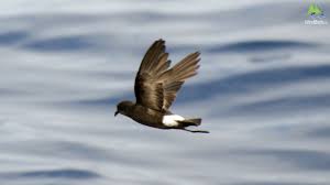 Image result for Oceanites oceanicus