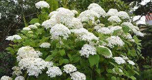 Attēlu rezultāti vaicājumam “Hydrangea arborescens”