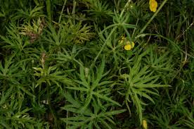 Attēlu rezultāti vaicājumam “Ranunculus acris leaf”