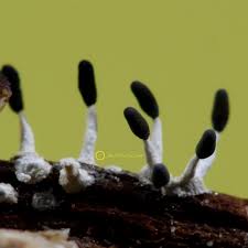 Attēlu rezultāti vaicājumam “Diachea leucopodia”