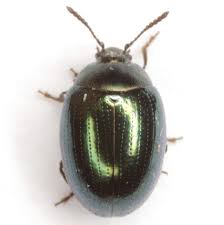 Attēlu rezultāti vaicājumam “Phaedon cochleariae”