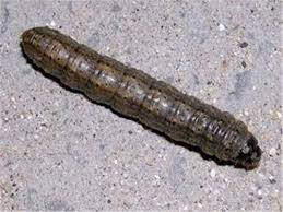 Attēlu rezultāti vaicājumam “Agrotis ripae larva”