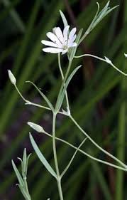Attēlu rezultāti vaicājumam “Stellaria palustris”