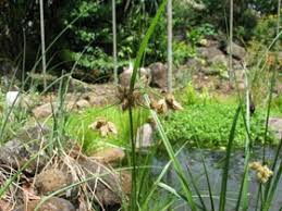 Attēlu rezultāti vaicājumam “Bolboschoenus maritimus flower”