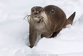 Attēlu rezultāti vaicājumam “Lutra lutra”