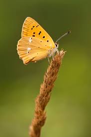 Attēlu rezultāti vaicājumam “Lycaena virgaureae”