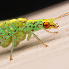 Attēlu rezultāti vaicājumam “Chrysopidae”