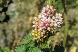 Attēlu rezultāti vaicājumam “Cuscuta europaea fruit”
