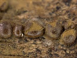 Attēlu rezultāti vaicājumam “Dianema depressum macro”