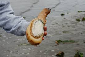 Image result for geoduck