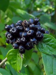 Attēlu rezultāti vaicājumam “Eleutherococcus sessiliflorus”