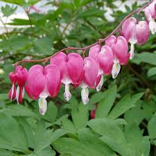 Image result for tränendes Herz