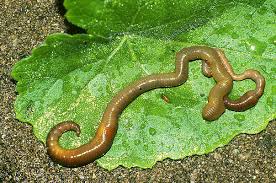 Attēlu rezultāti vaicājumam “Lumbricidae”