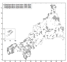 Attēlu rezultāti vaicājumam “Platyhypnidium riparioides”