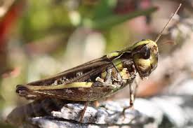 Attēlu rezultāti vaicājumam “Myrmeleotettix maculatus”