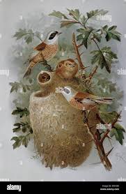 Attēlu rezultāti vaicājumam “Remiz pendulinus adult”