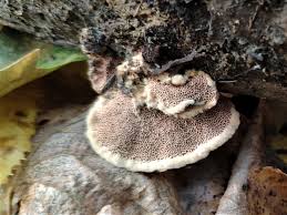 Attēlu rezultāti vaicājumam “Hapalopilus nidulans”