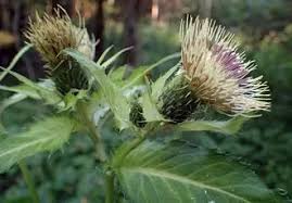 Attēlu rezultāti vaicājumam “Cirsium oleraceum”