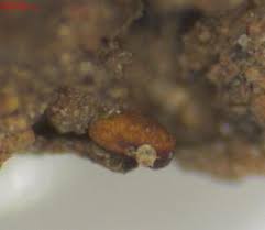 Attēlu rezultāti vaicājumam “Perichaena corticalis spores”