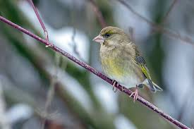 Attēlu rezultāti vaicājumam “Chloris chloris female”
