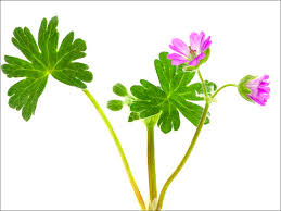 Attēlu rezultāti vaicājumam “Geranium molle”