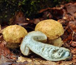 Attēlu rezultāti vaicājumam “Gyroporus cyanescens”