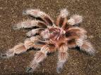 Grammostola rosea &amp;amp;quot;red form&amp;amp;