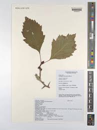 Attēlu rezultāti vaicājumam “Crataegus chlorosarca”