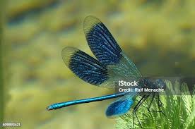 Attēlu rezultāti vaicājumam “Calopteryx splendens”