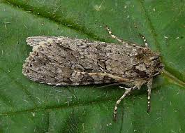 Attēlu rezultāti vaicājumam “Polia nebulosa”