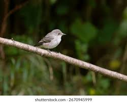 Attēlu rezultāti vaicājumam “Muscicapa striata”